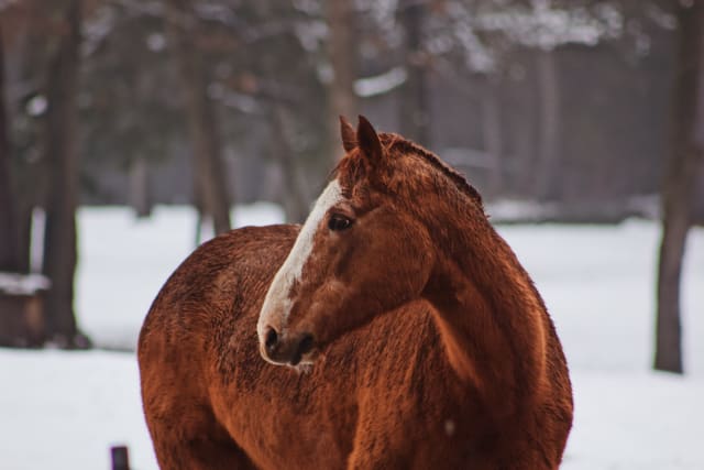 insidethecove%2Fsnow-day-horse