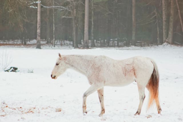 insidethecove%2Fsnow-day-white-horse