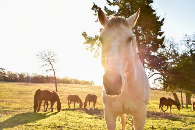horse in sunlight