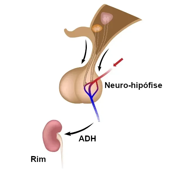 O ADH é produzido no hipotálamo e secretado pela neuro-hipófise. Sua principal ação é nos rins. <a href="https://brasilescola.uol.com.br/biologia/hormonio-antidiuretico.htm#:~:text=O%20horm%C3%B4nio%20antidiur%C3%A9tico%20atua%20nos,a%20partir%20da%20neuro%2Dhip%C3%B3fise.">Fonte da imagem</a>.