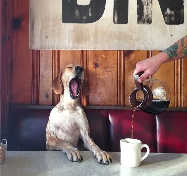 Reprodução: Blog Cachorro de 29 Anos