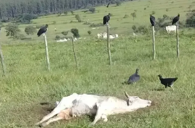 Os sentimentos pelos bovinos para alguns agropecuaristas lá em SP, pelo que temos vistos nos últimos tempos, foram pro BREJO.&nbsp;