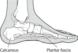 Localização da Fáscia plantar (google imagens)