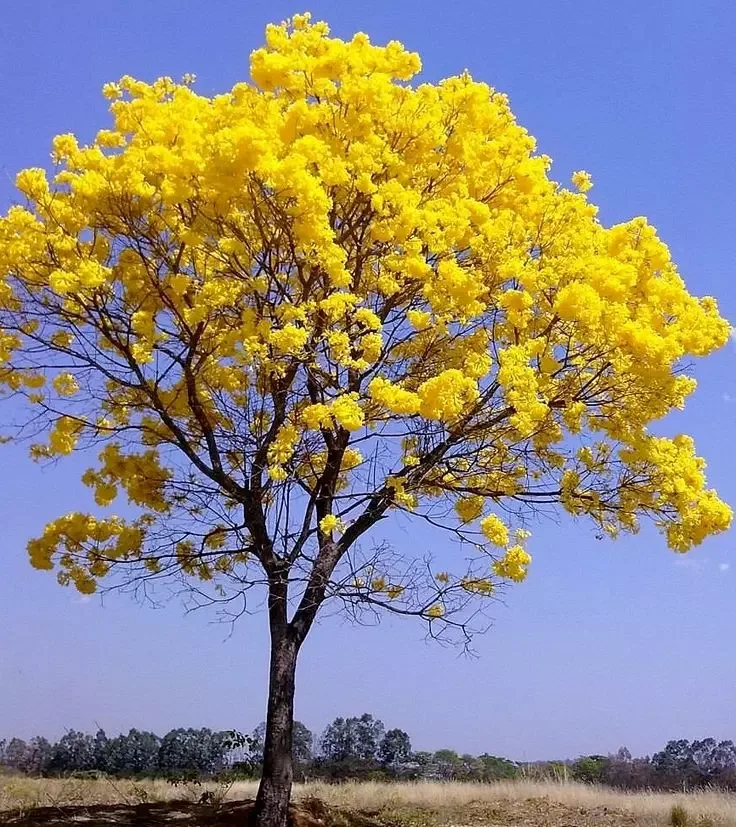 Ipê amarelo