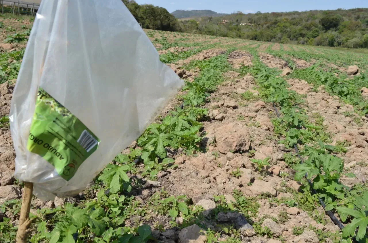 Fase de teste do composto orgânico