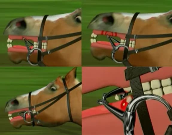 Cavalo sofre lesão durante prova dos Jogos Olímpicos e é