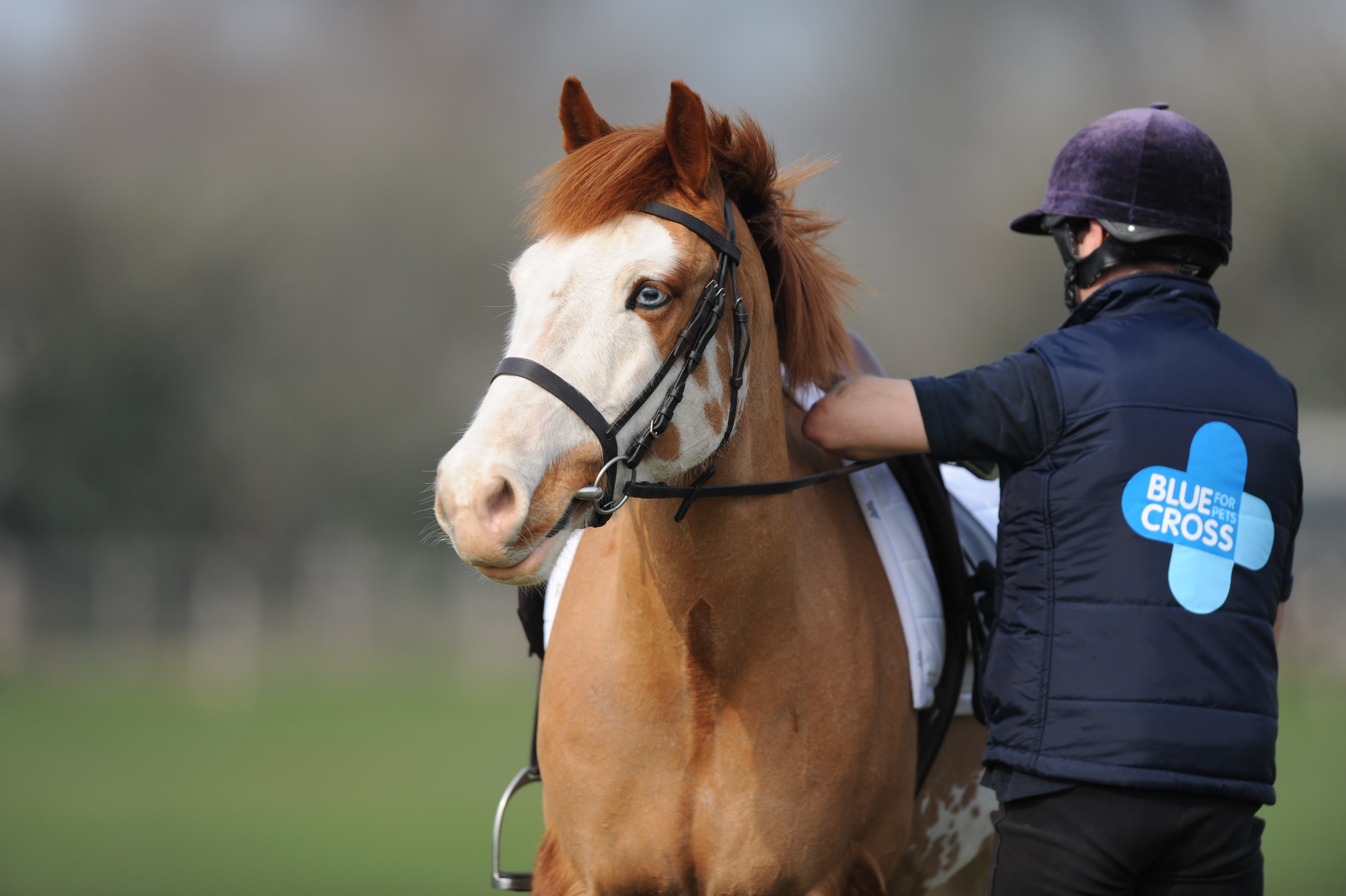 A woman in black scrubs is smiling at a brown and white dog sitting next to her