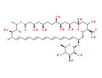 amphotericin B