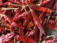Red Chilli S17 Teja