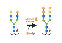 alpha-1,3-galactosyltransferase