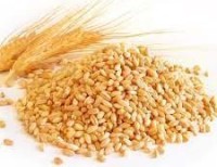 Wheat grains
