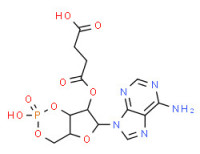 Adenosine cyclic 3',5'-(hydrogen phosphate) 2'-(hydrogen succinate)