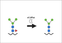 alpha-1,6-fucosidase