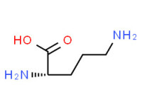 L-ornithine