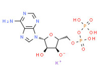 Adenosine 5'-(trihydrogen diphosphate), monopotassium salt