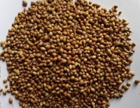 Organic Coriander Seed