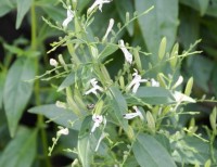 ANDROGRAPHIS PANICULATA