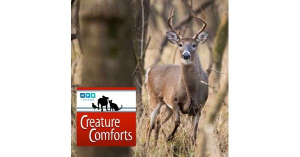 Creature Comforts | Autumn Deer - Creature Comforts | Acast