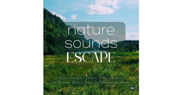 Nature's Symphony: Tranquil Forest Whispers, Birdsong, and Gentle