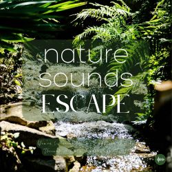 🌅 Serene Birdsong Sleep, Relax, Meditate, Yoga - Pure Nature Sounds