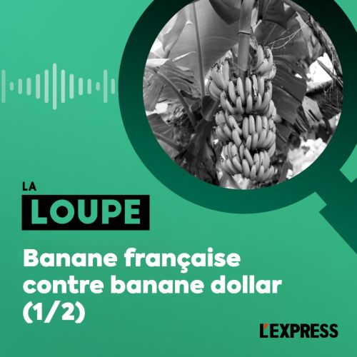 Banane française contre banane dollar (1/2) - La Loupe