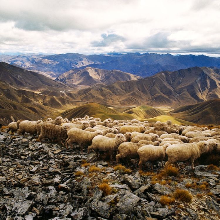 cover art for Growing Pinot Noir Grapes & Merino Wool in New Zealand: Draft & Di Somerville