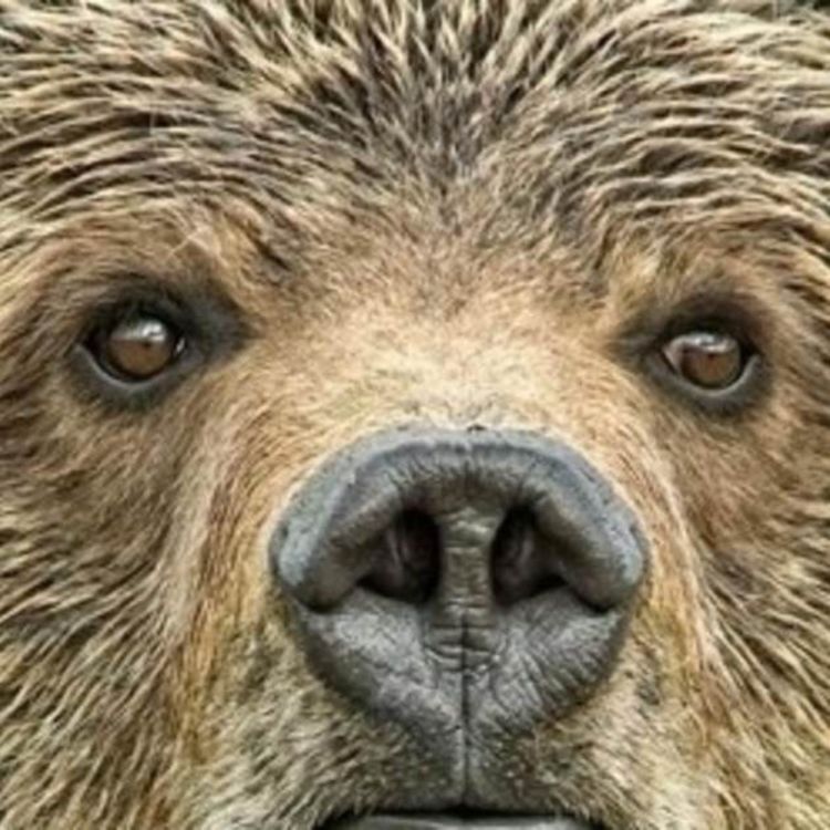 A Grizzly Bear Comeback?