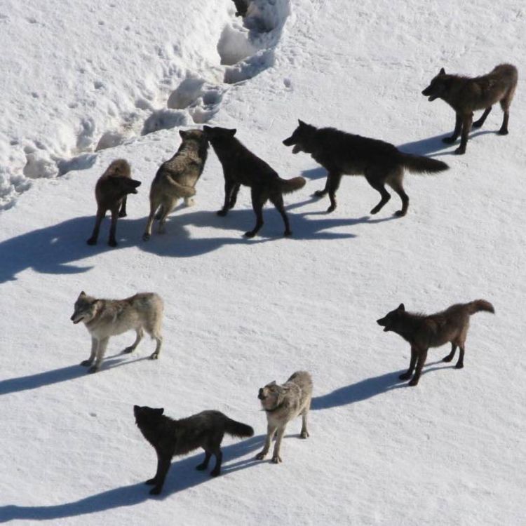 cover art for Yellowstone Wolf Tracker