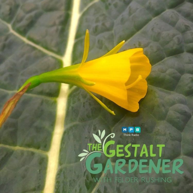 cover art for The Gestalt Gardener:  Great Grandma's Petticoat