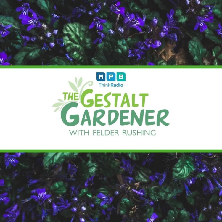 cover art for The Gestalt Gardener:  Purple Teepee