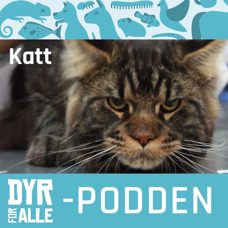 cover art for Kattens språk