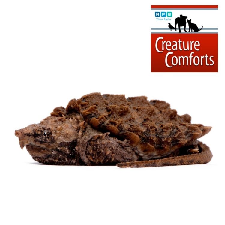 Creature Comforts Edna And The Alligator Snapping Turtle