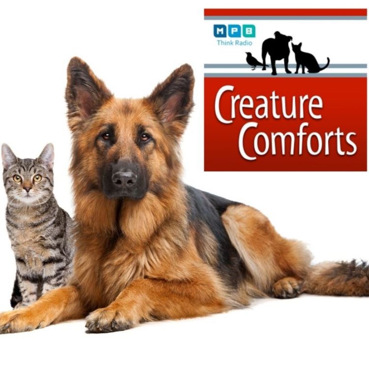 cover art for Creature Comforts | November Pet Day
