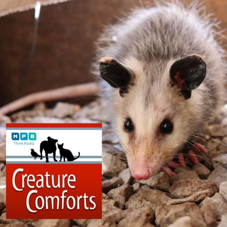 cover art for Creature Comforts: Opossum Day