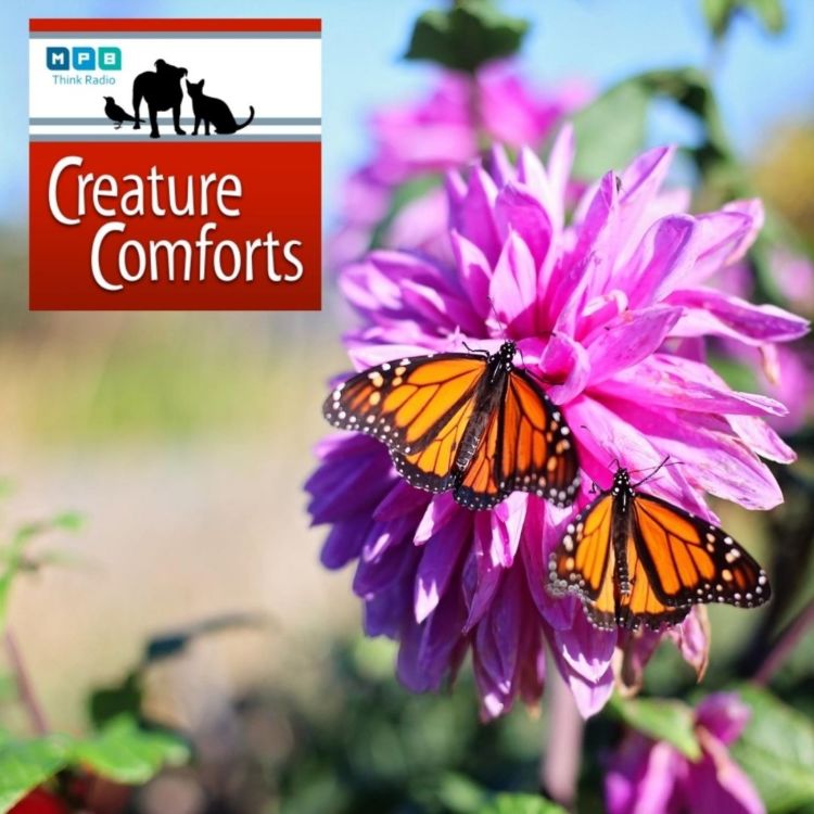 cover art for Creature Comforts | Monarch Migration