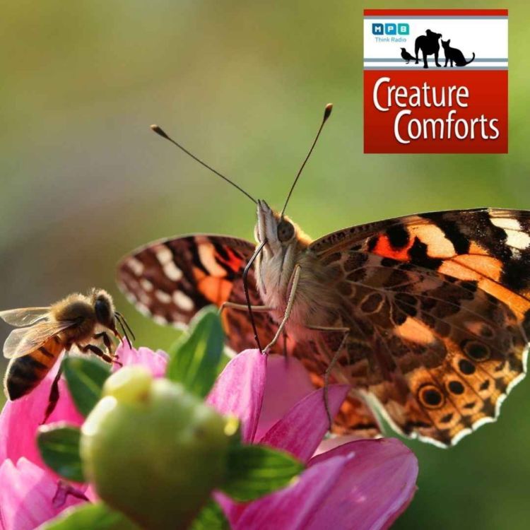 cover art for Creature Comforts | Polite Pollinators 