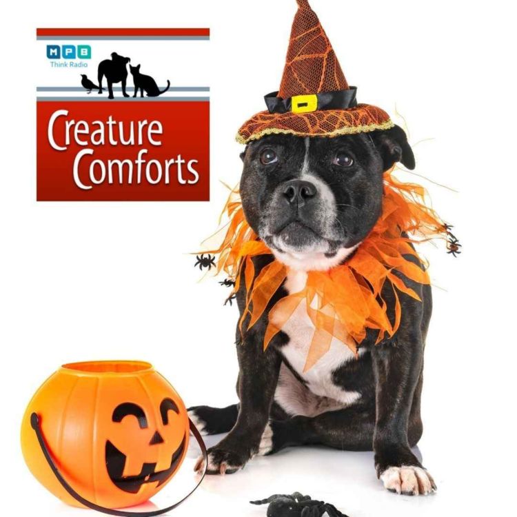 cover art for Creature Comforts | Halloween Pet Day