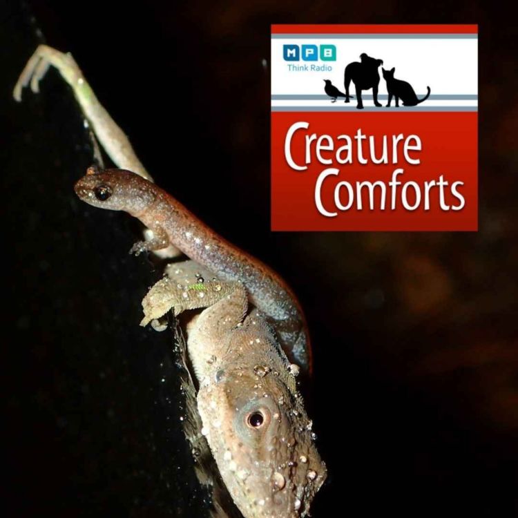 cover art for Creature Comforts | Excuse Me Miss