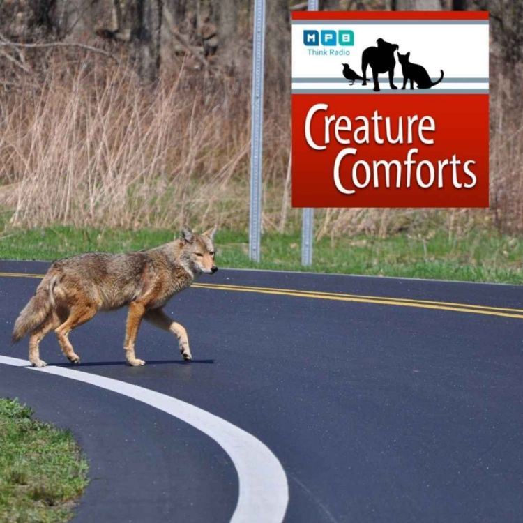 cover art for Creature Comforts | Mississippi Coyote