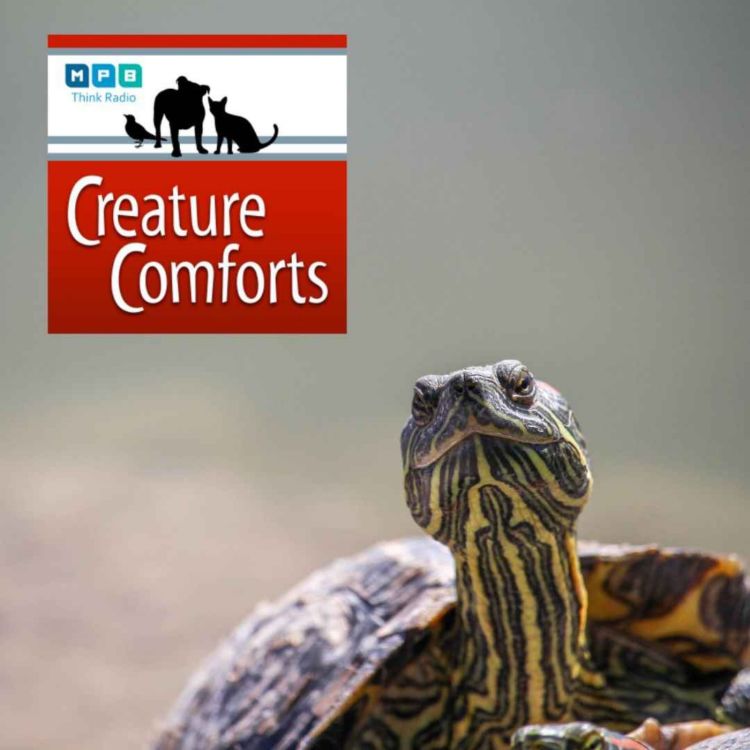 cover art for Creature Comforts | Pet Day - May 2022