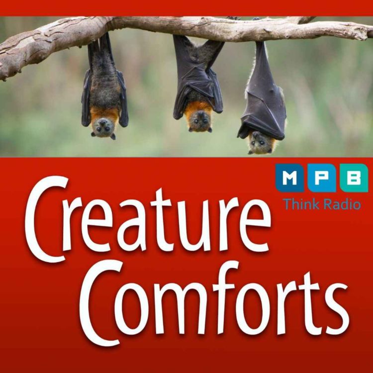 cover art for Creature Comforts | Bats