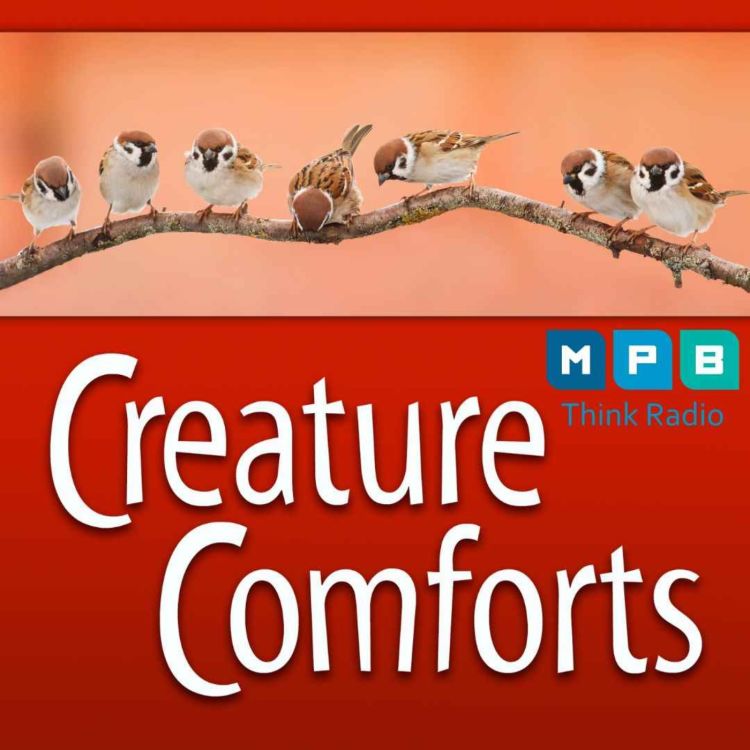 cover art for Creature Comforts | Migratory Birds with Dr. Frank Moore