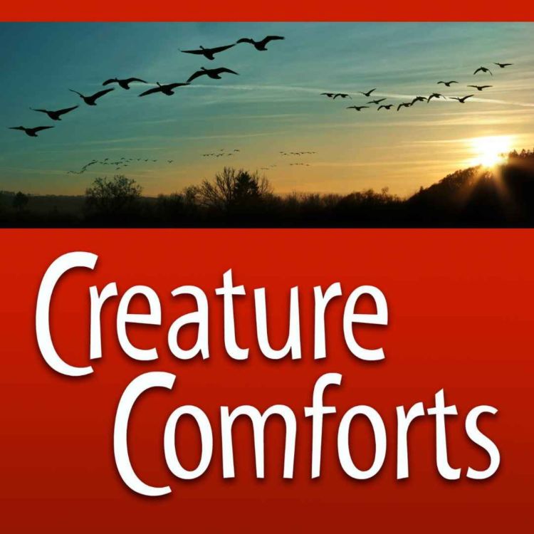 cover art for Creature Comforts | Bird Migration with Joe Mcgee