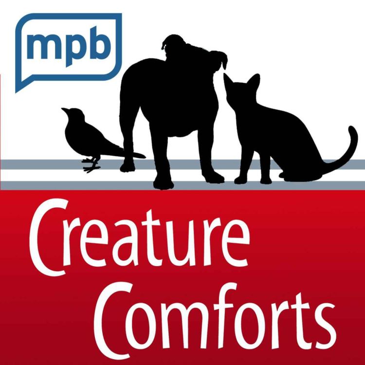 cover art for CLASSIC: Creature Comforts | All Pet Day - April 2023 Throwback