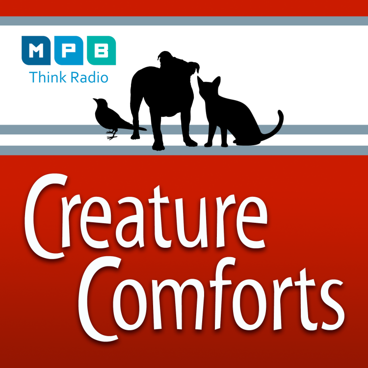 cover art for Creature Comforts | All Pet Day - February 2023