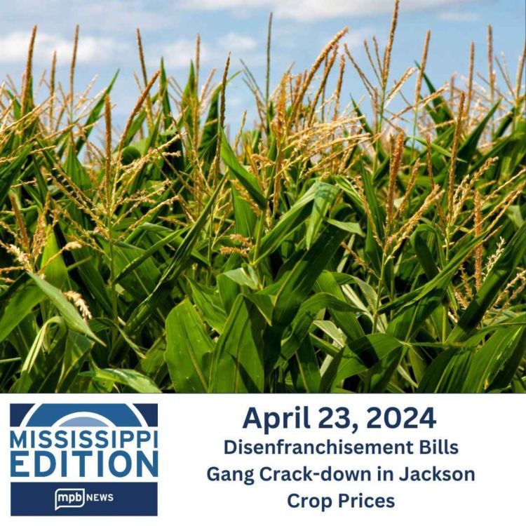 cover art for 04/23/2024: Disenfranchisement Bills | Gang Crack-down in Jackson | Crop Prices