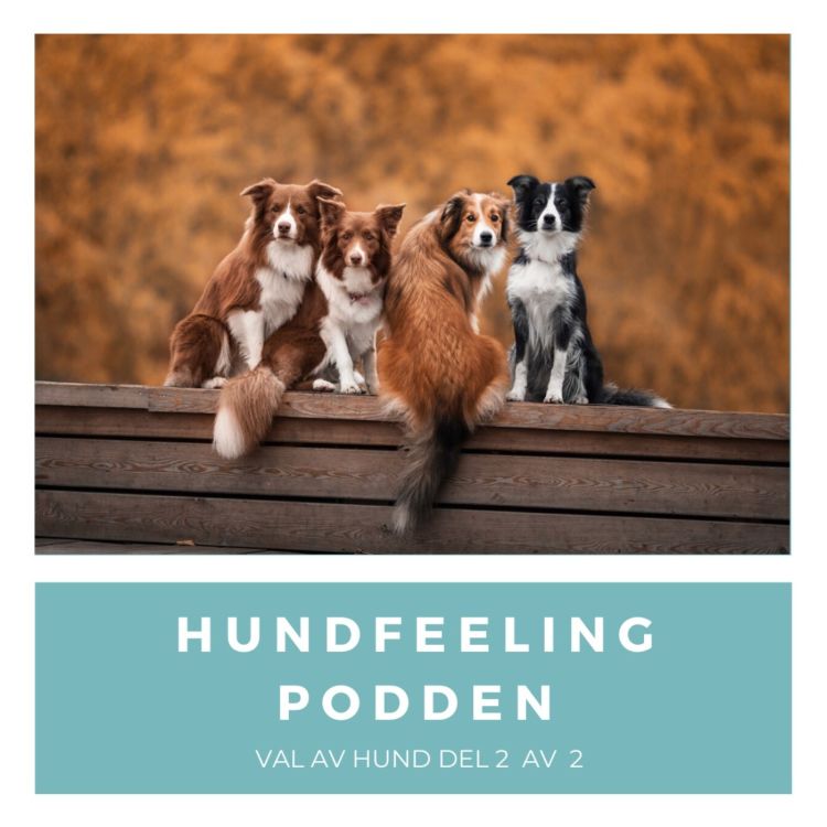 cover art for Val av hund- det finns så många! Del 2