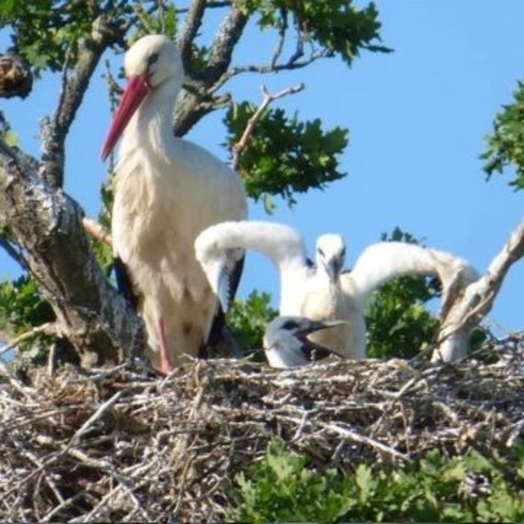 cover art for The White Stork Project