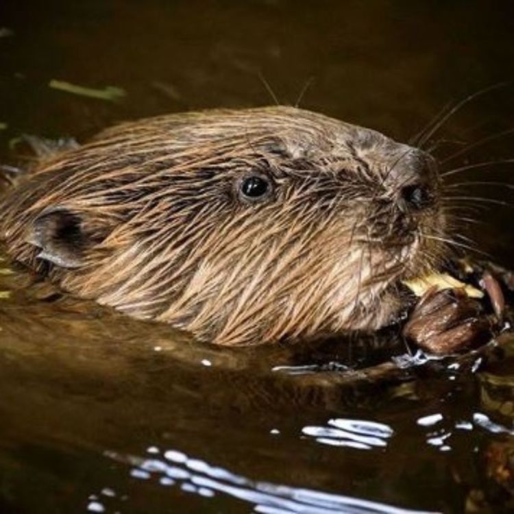 cover art for Are you a Beaver Believer?