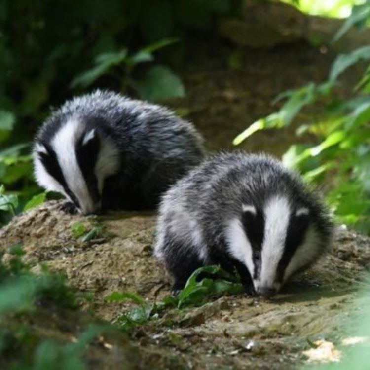 cover art for The badger cull debate!